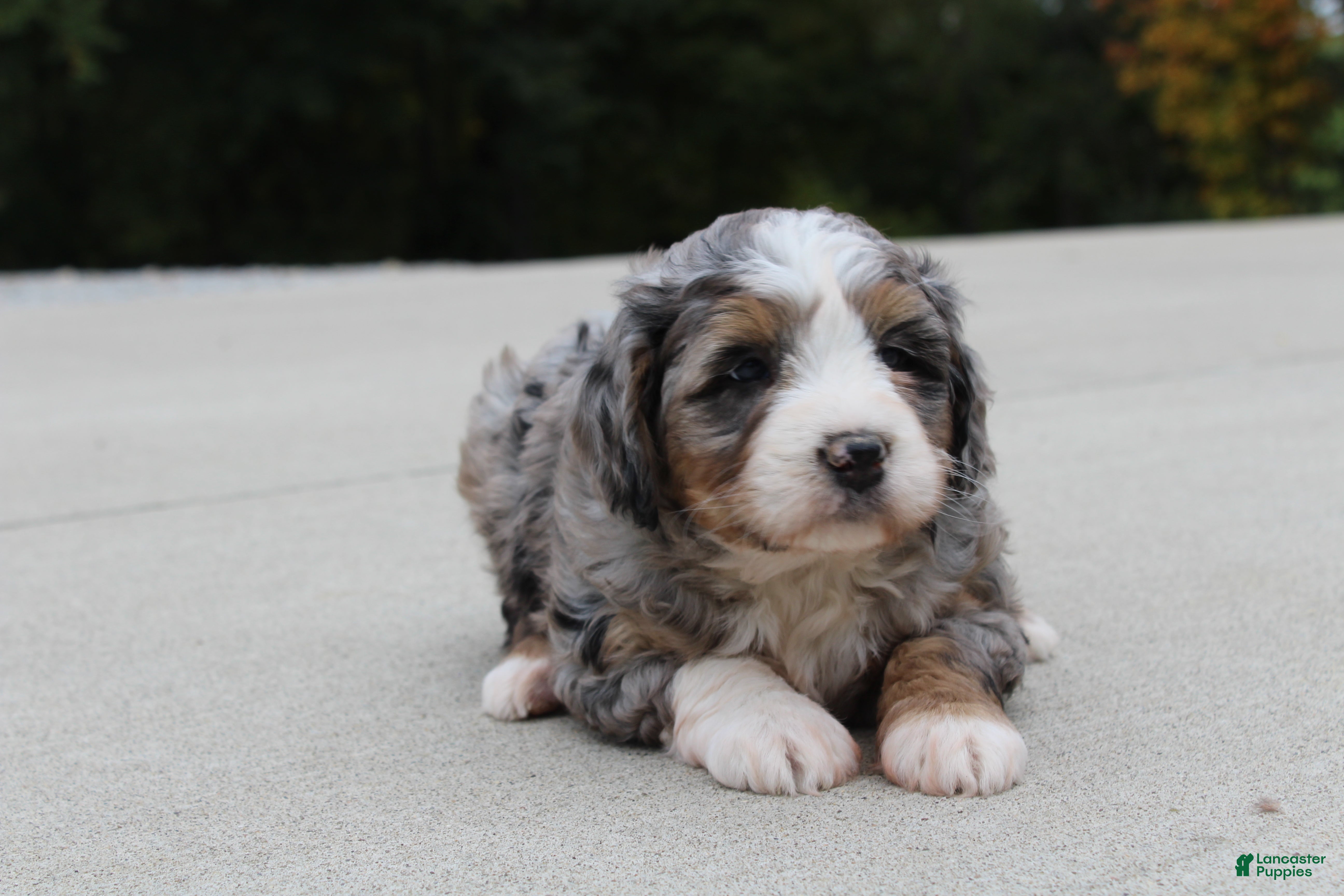 Mini Bernedoodle dogs for sale: Sammy  - Ad 1