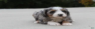 Sammy 