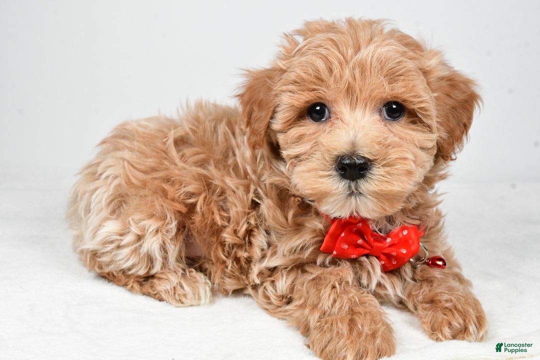 Maltipoo dogs for sale: Sparky - Ad 1