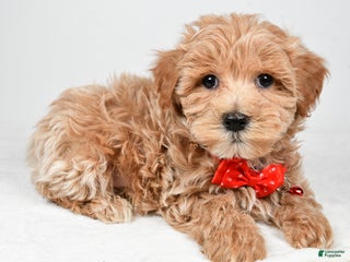 Maltipoo dogs Sparky - Ad 1
