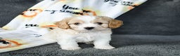 Cavachon dogs for sale: Rex - Ad 3