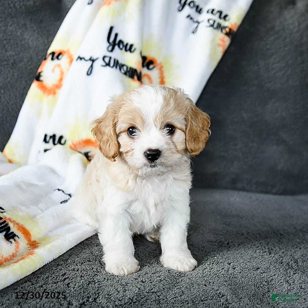 Cavachon dogs for sale: Rex - Ad 3