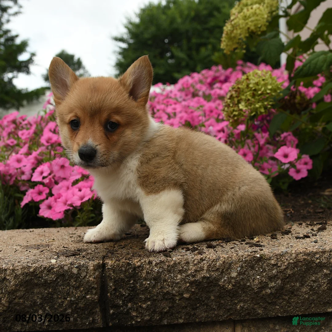 Welsh Corgi Pembroke dogs for sale: Timber - Ad 3