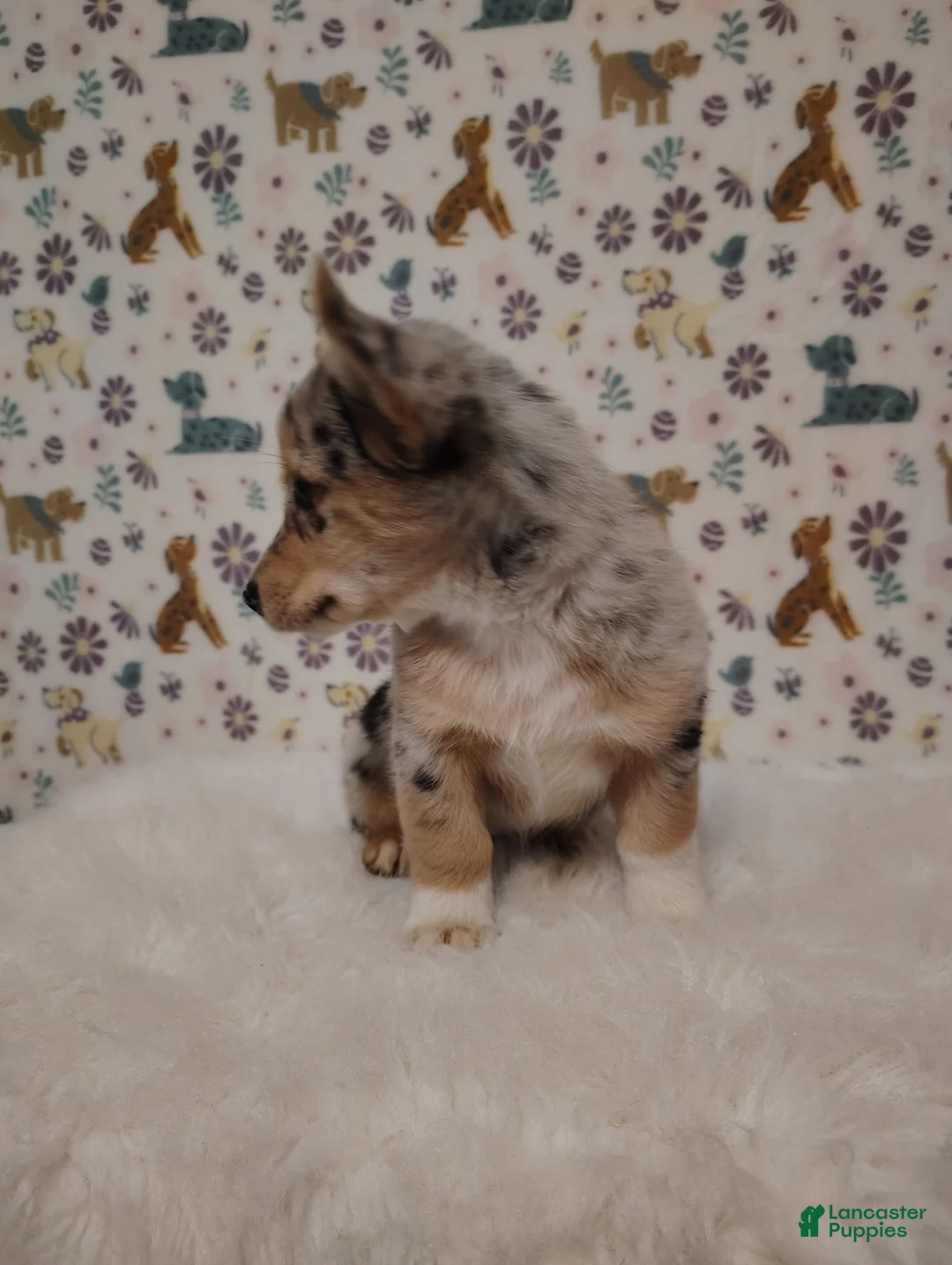 Mixed Breed dogs for sale: Sadie - Ad 7