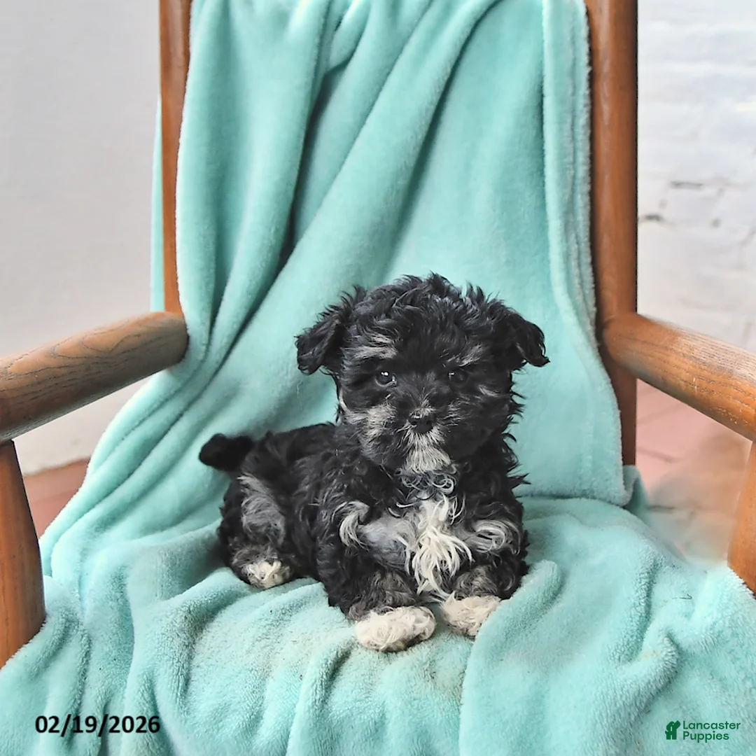Havanese dogs for sale: Kelly - Ad 3