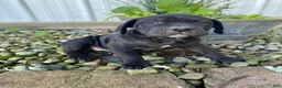 Cane Corso dogs for sale: Jennifer - Ad 5