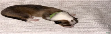 Ace