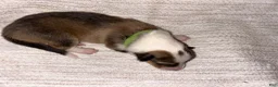 Collie dogs for sale: Ace - Ad 1