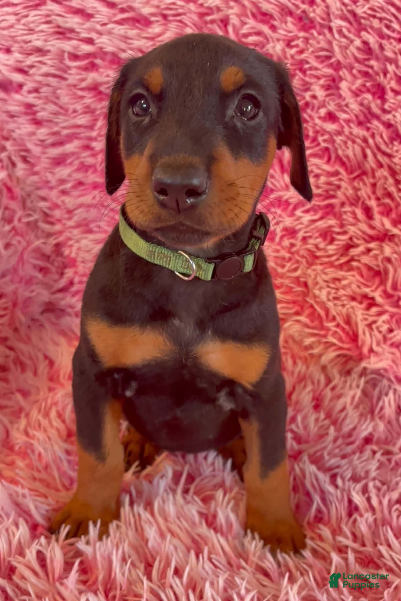 Doberman Pinscher