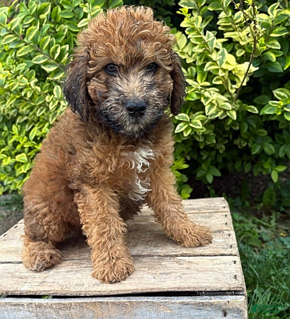 Whoodle dogs Hardy - Ad 2