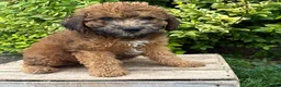 Whoodle dogs for sale: Hardy - Ad 2