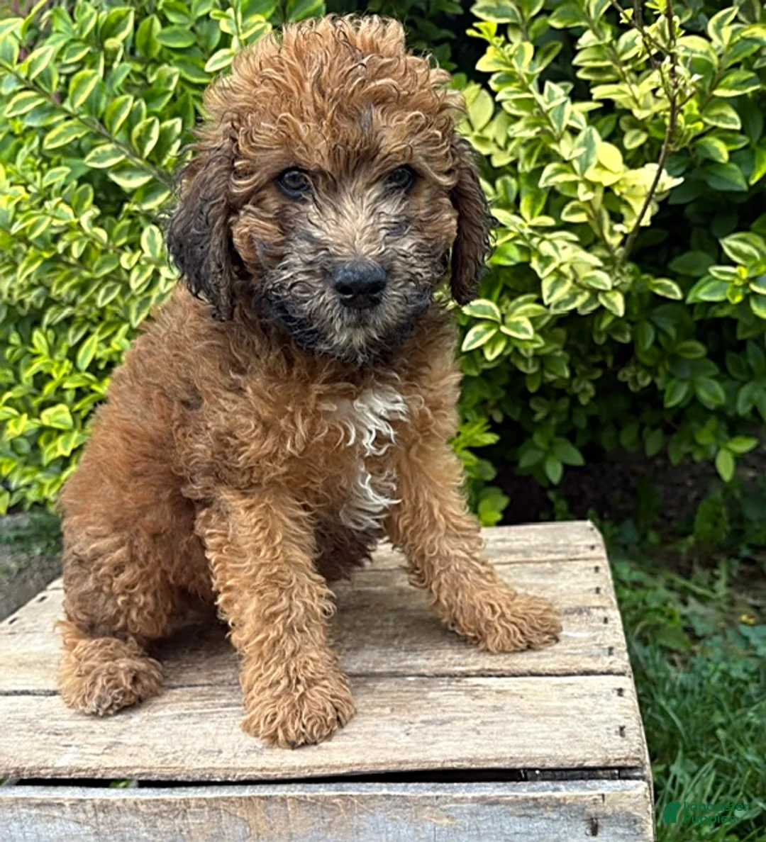 Whoodle dogs for sale: Hardy - Ad 2