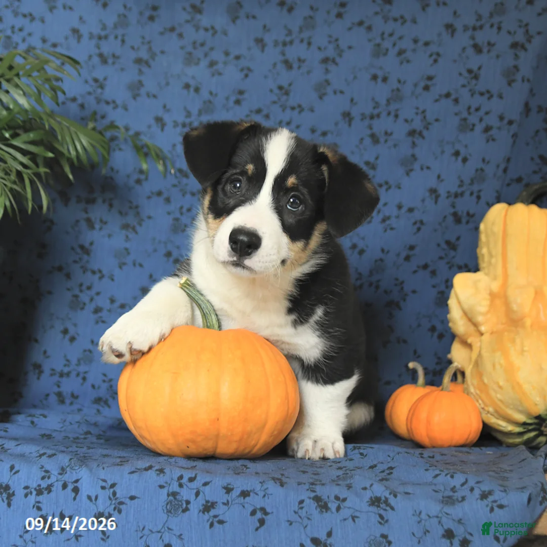 Welsh Corgi Pembroke dogs for sale: Gus - Ad 2