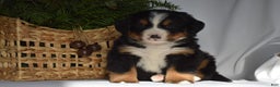 Bernese Mountain Dog dogs for sale: Rowdy - Ad 8