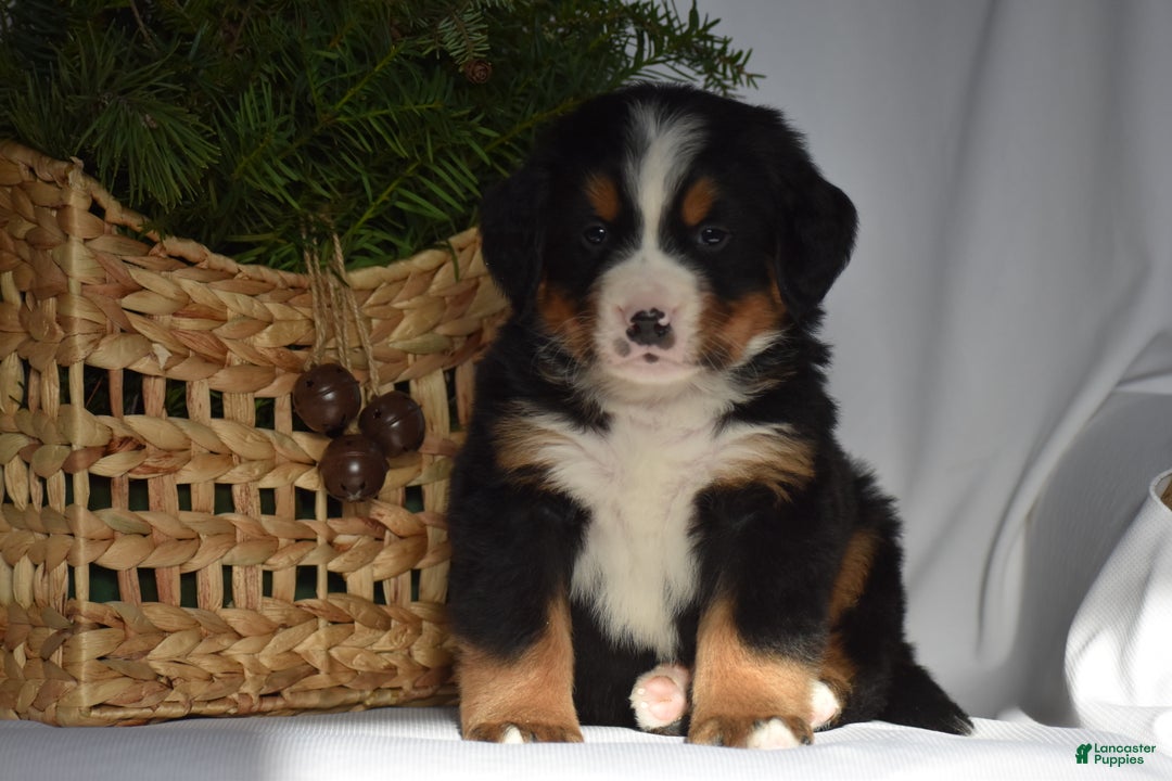Bernese Mountain Dog dogs for sale: Rowdy - Ad 8