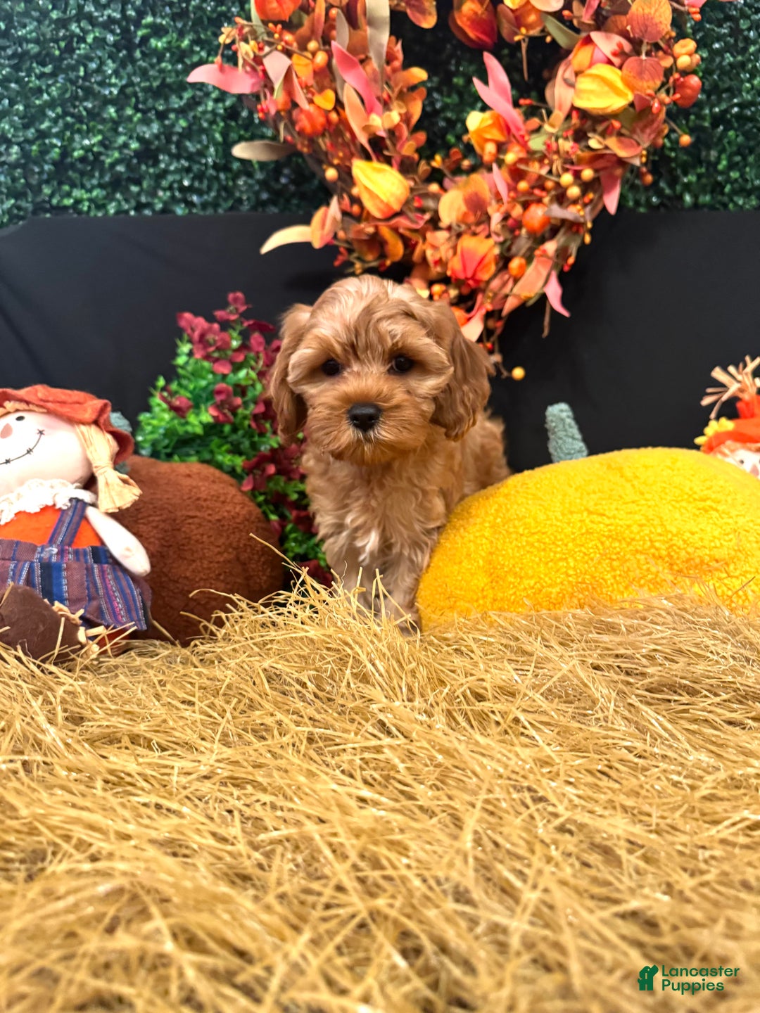 Cavapoo dogs for sale: Hazel  - Ad 1