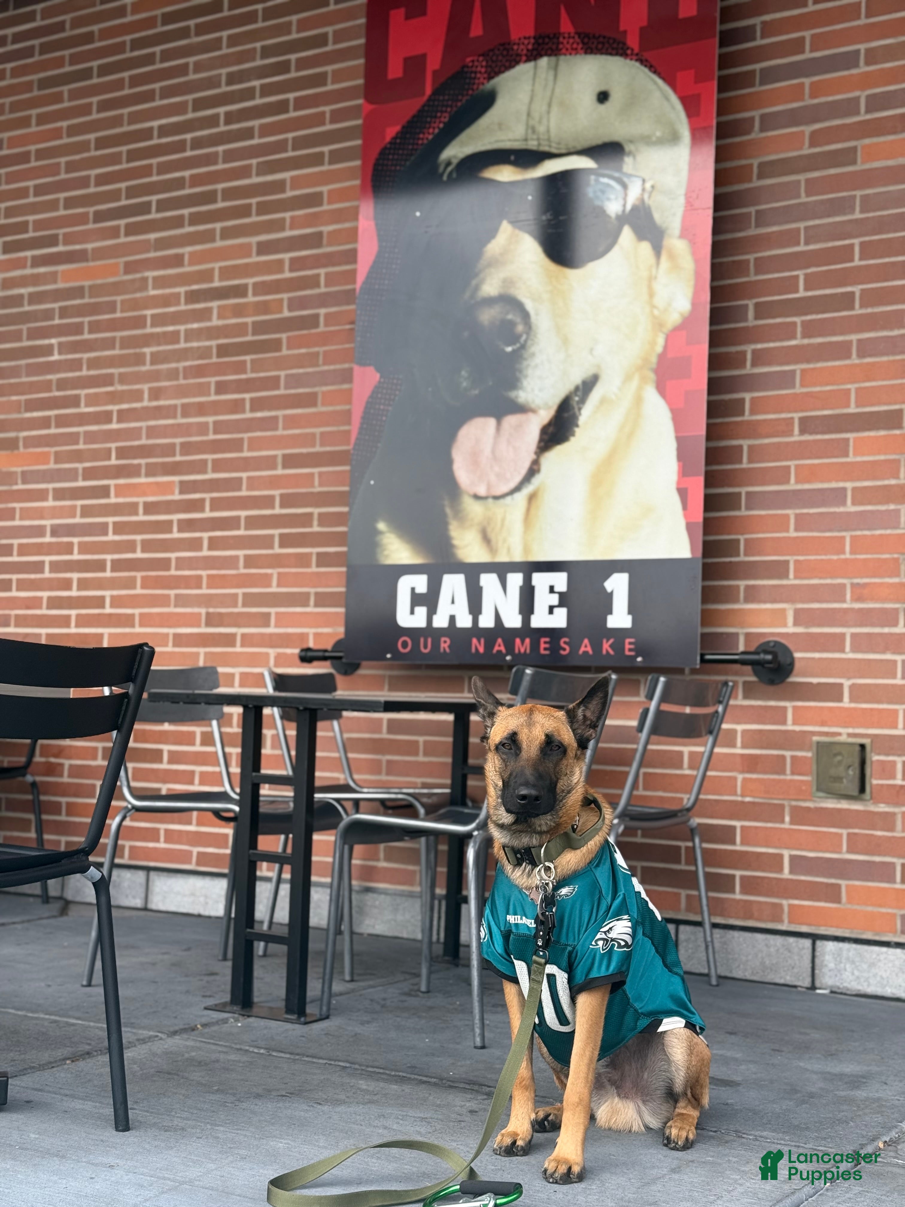 Belgian Malinois dogs Beast bandit the beast  - Ad 2