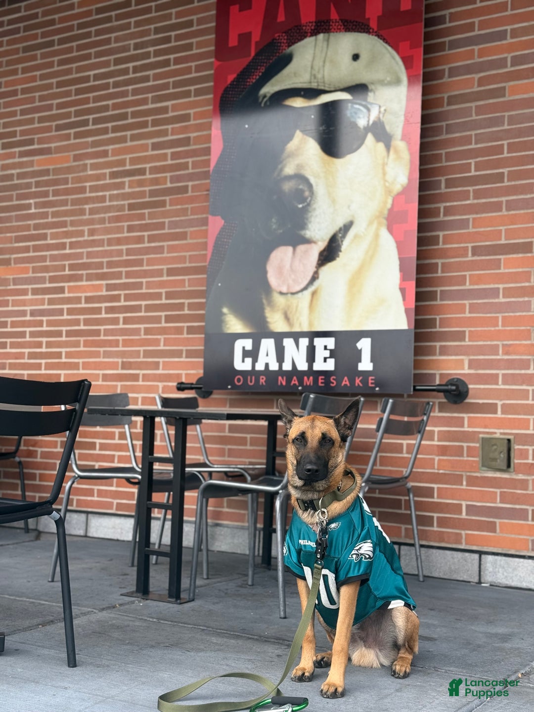 Belgian Malinois dogs for stud: Beast bandit the beast  - Ad 1