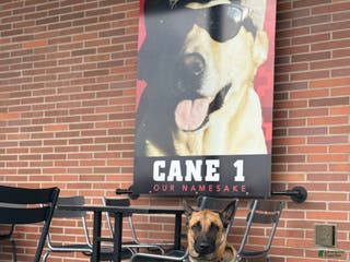 Belgian Malinois dogs Beast bandit the beast - Ad 2