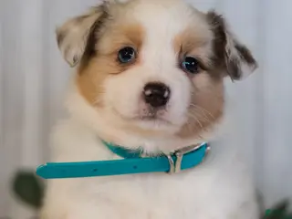 Miniature Australian Shepherd dogs for sale: Gloria - Ad 3