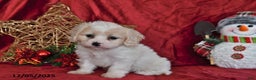 Cavachon dogs for sale: Fern Juliet - Ad 3