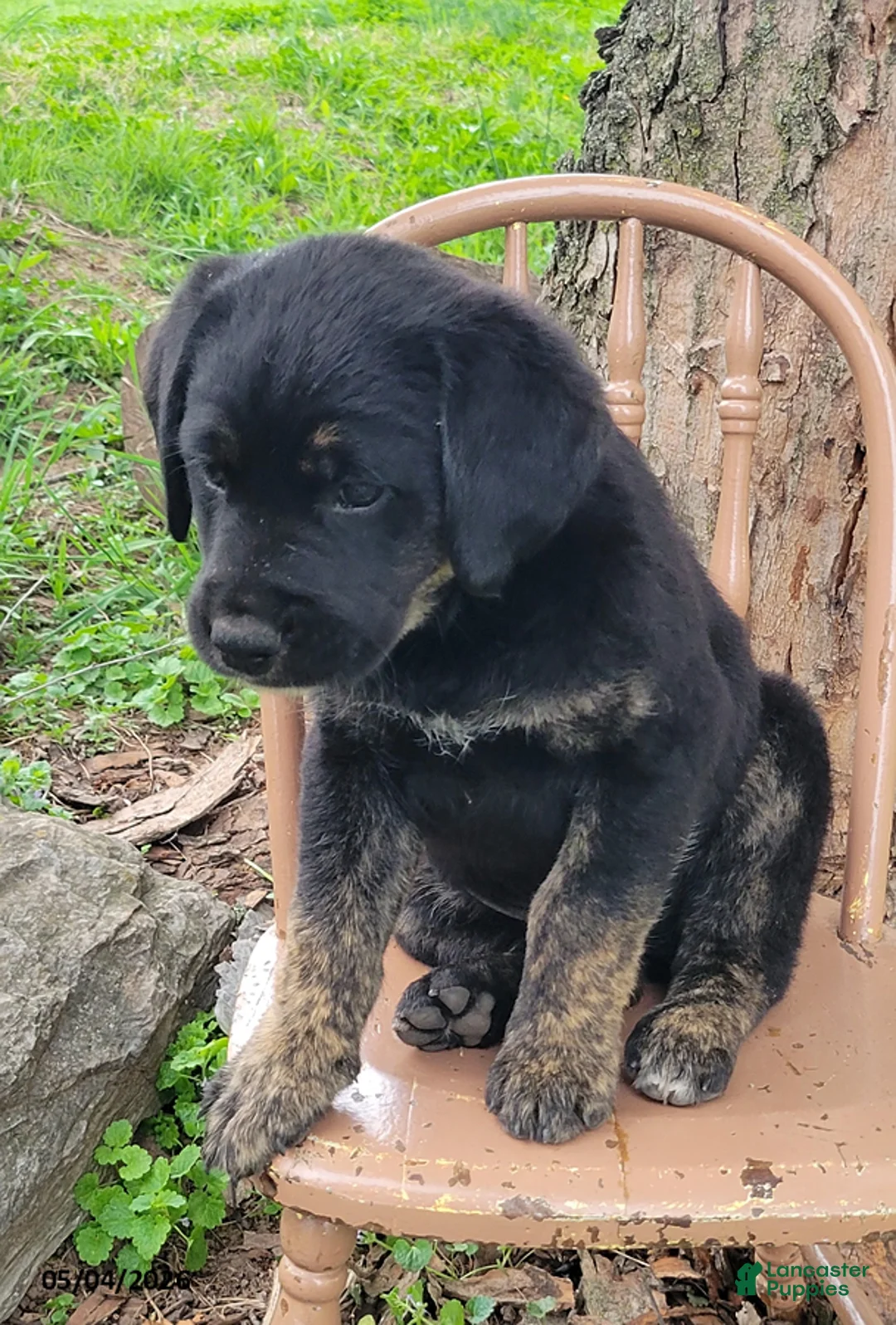 Mixed Breed dogs for sale: Jenny - Ad 2