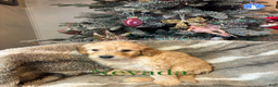 Goldendoodle dogs for sale: Nevada - Ad 2