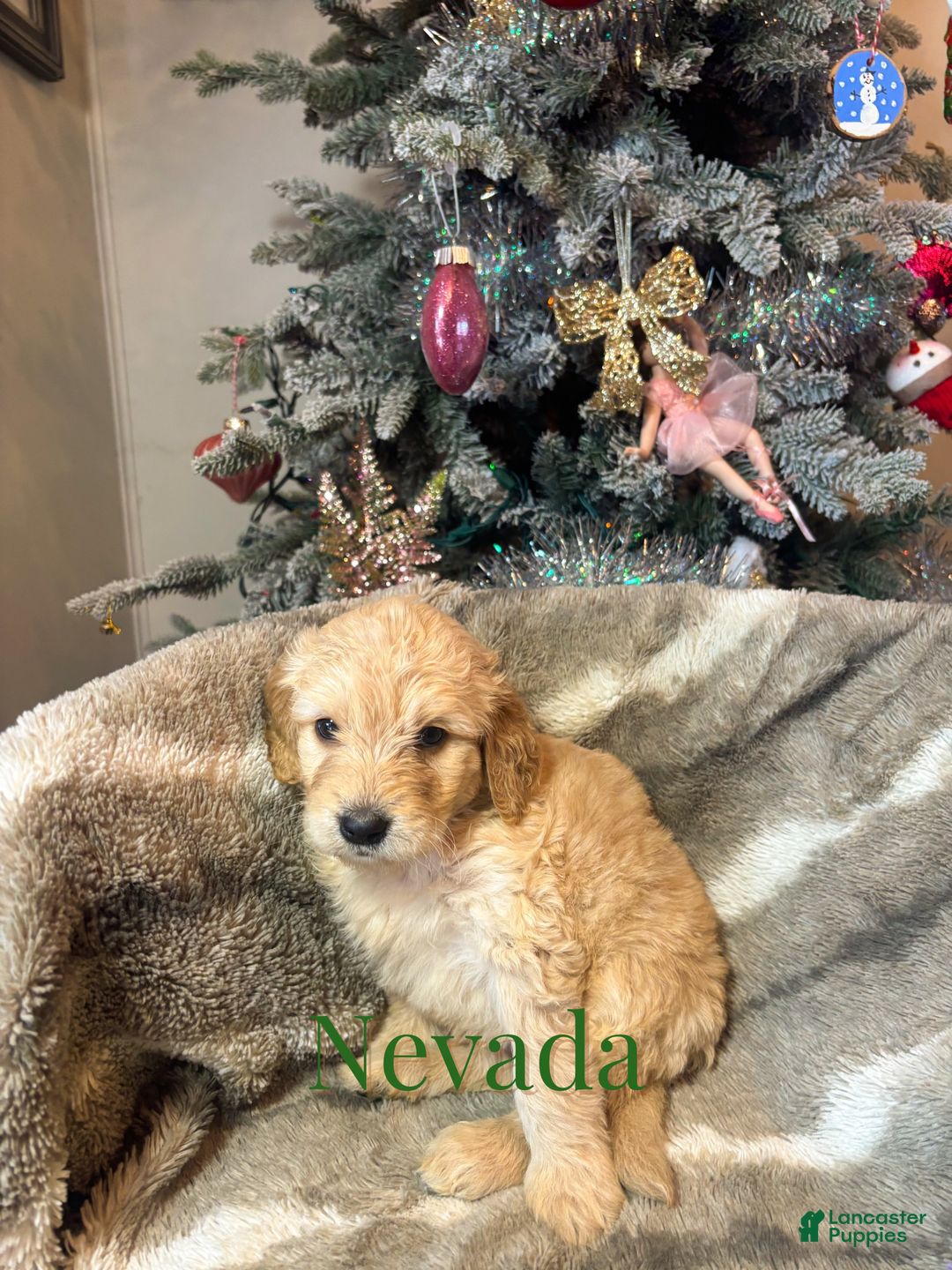 Goldendoodle dogs for sale: Nevada - Ad 2