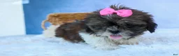 Shih Tzu dogs for sale: RUBY - Ad 8