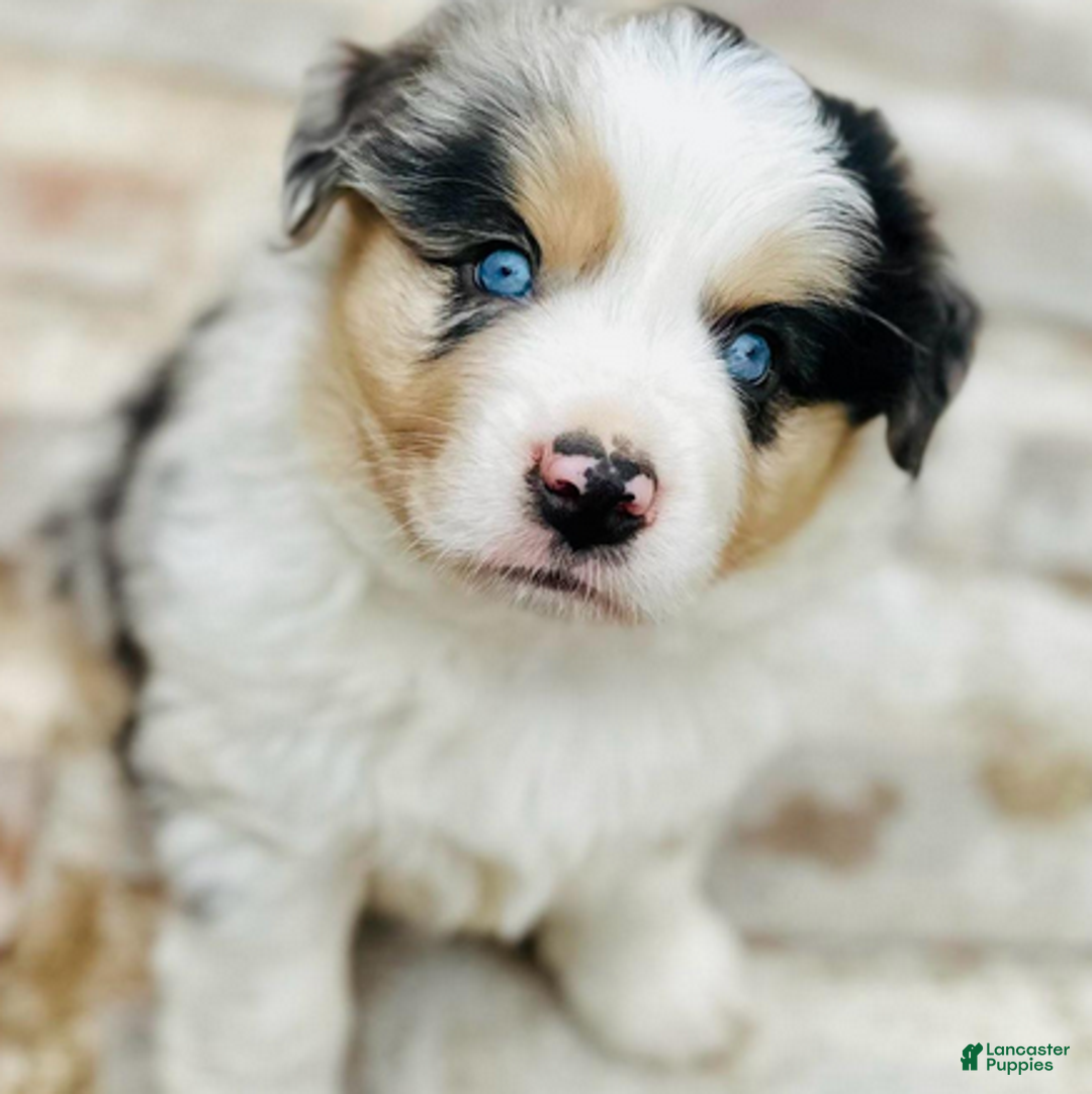 Miniature Australian Shepherd dogs for sale: Grant - Ad 4