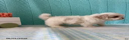 Mixed Breed dogs for sale: Marshmallow - Ad 4