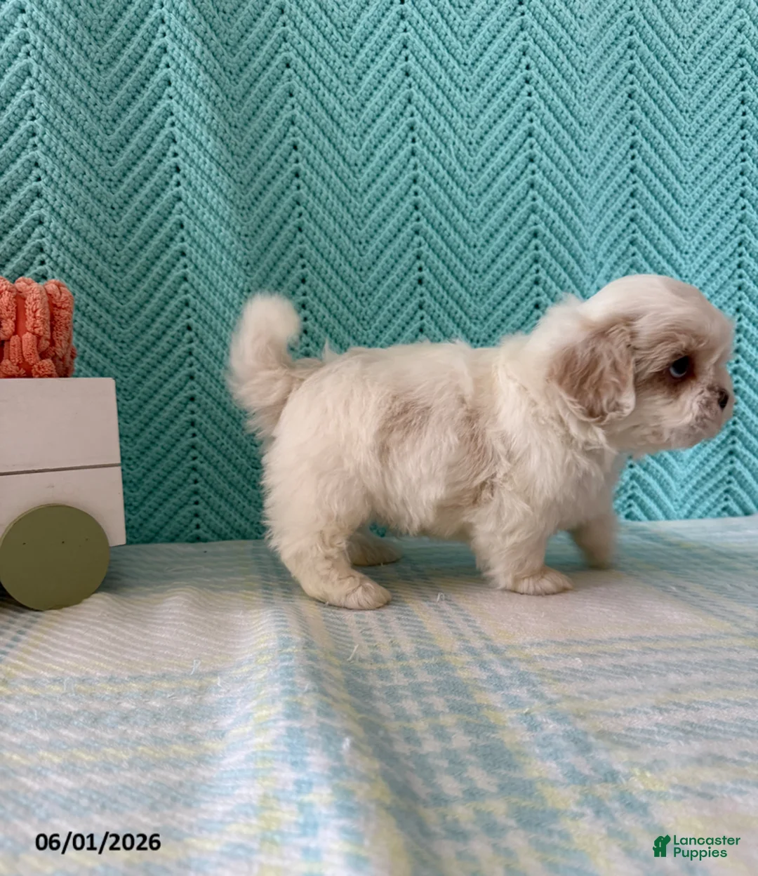Mixed Breed dogs for sale: Marshmallow - Ad 4