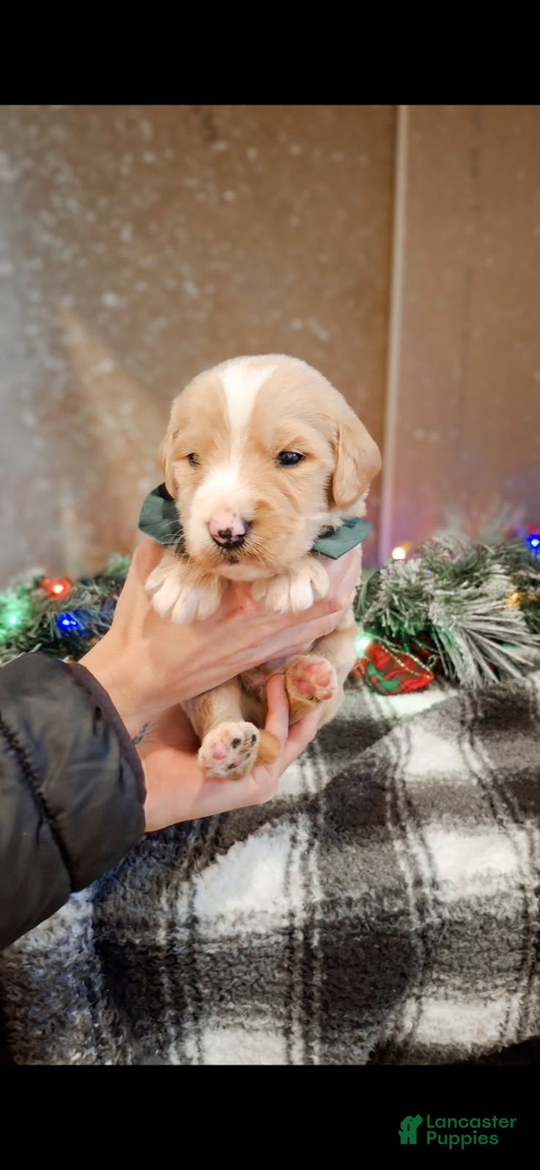 Mixed Breed dogs for sale: Boots - Ad 1