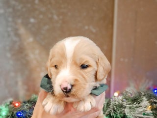 Mixed Breed dogs Boots - Ad 20