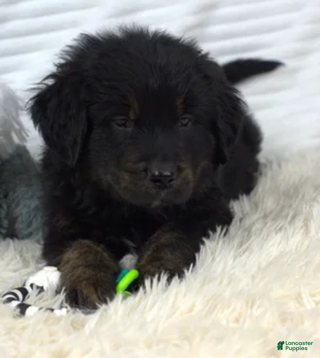 Mixed Breed dogs for sale: Summit - Ad 2