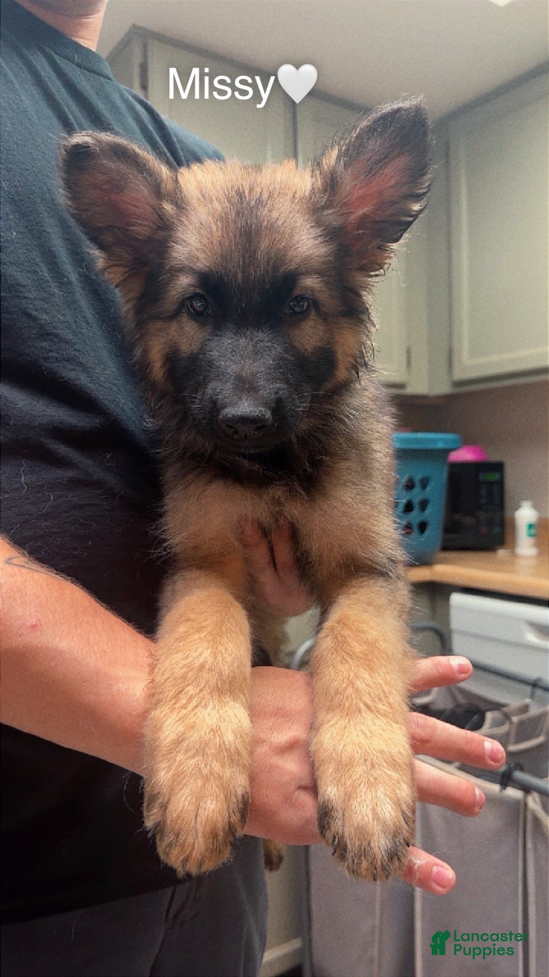 German Shepherd dogs Missy - Ad 10
