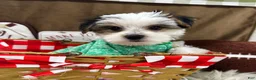Yorkshire Terrier dogs for sale: Clark - Ad 9