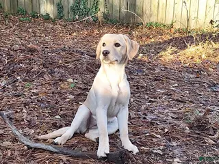 Goldador dogs Goldador Puppy 2 - Ad 9