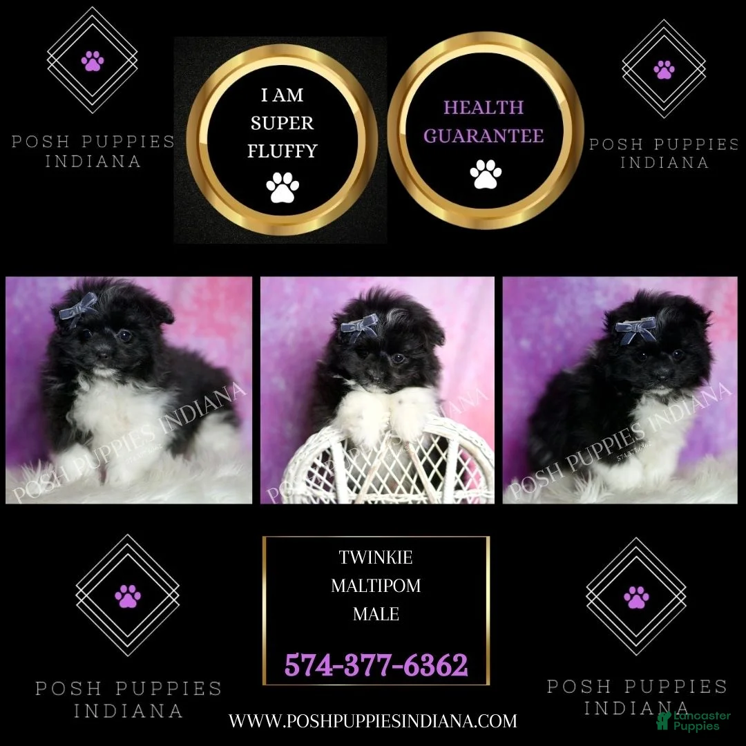 Maltipom dogs for sale: Twinkie - Ad 7