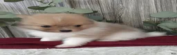 Pomeranian dogs for sale: Lee - Ad 2