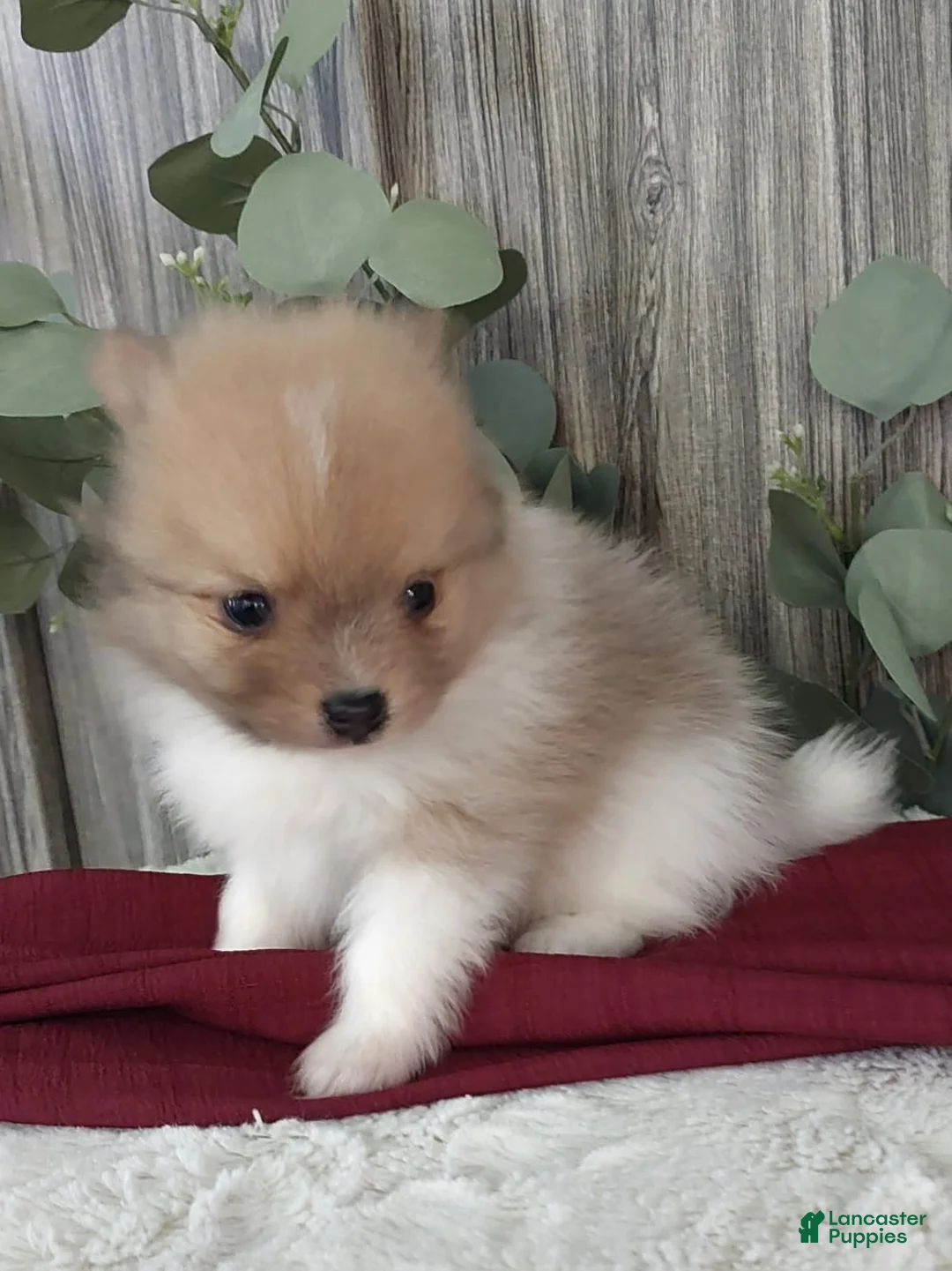 Pomeranian dogs for sale: Lee - Ad 2