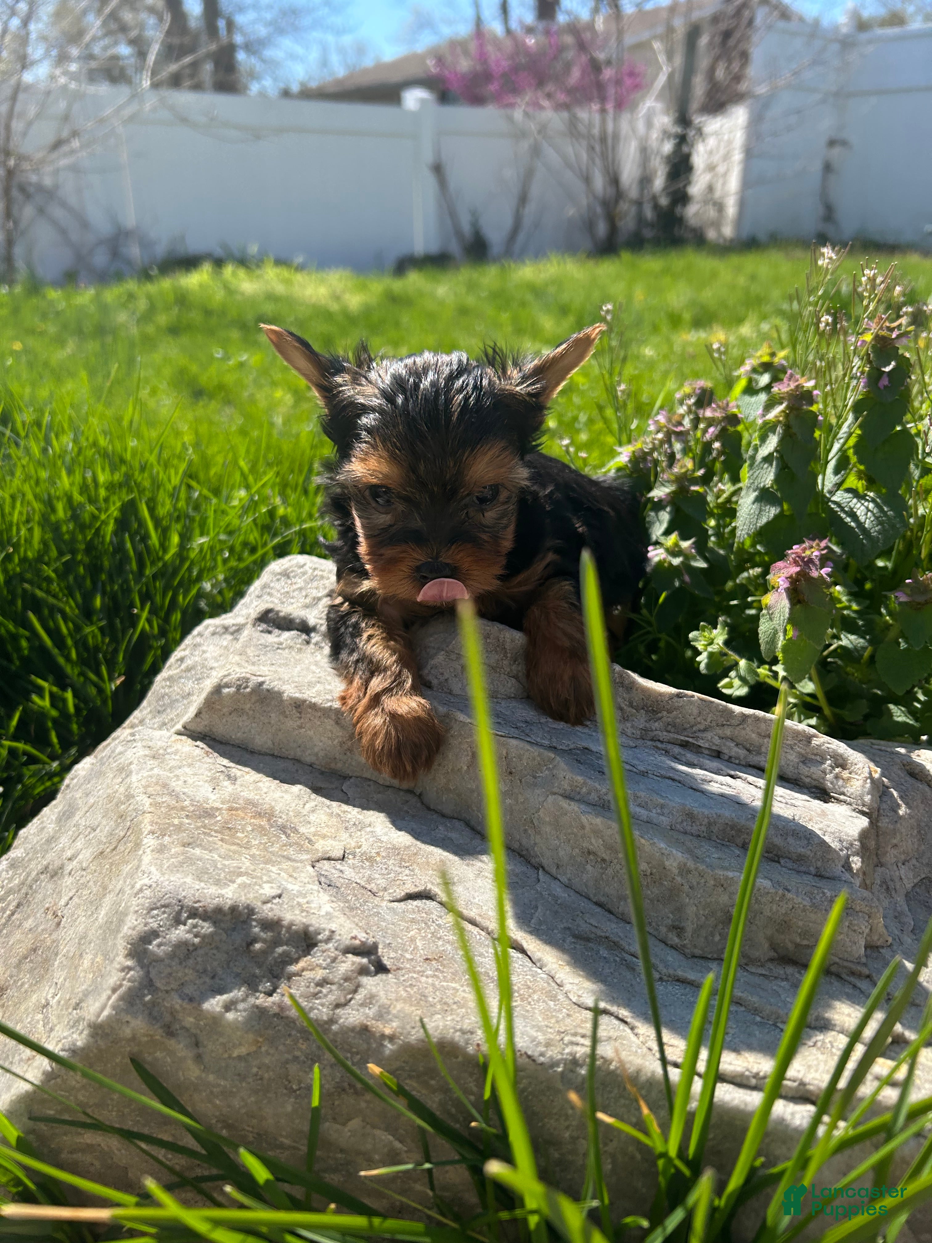 Yorkshire Terrier dogs Yorkshire Terrier Puppy 2 teacup Mickey  - Ad 2