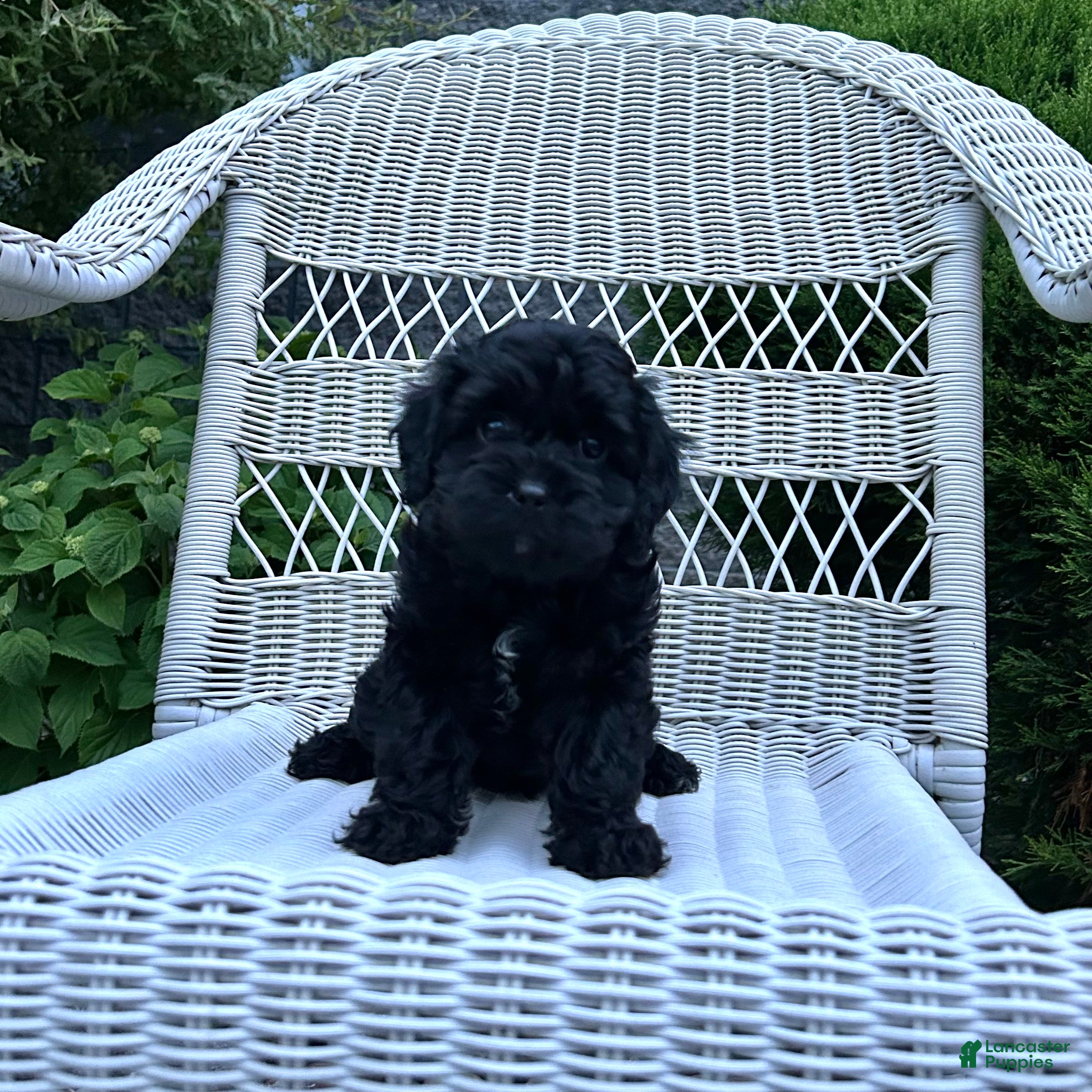 Cavapoo dogs Sophie - Ad 1