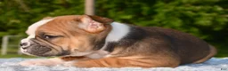 Mixed Breed dogs for sale: Bruno mini hybrid bulldog  - Ad 3