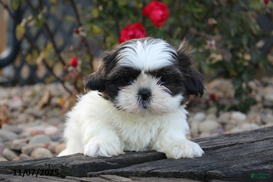 Shih Tzu dogs Chilly - Ad 33