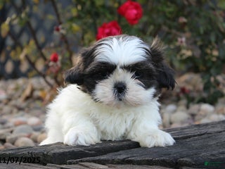 Shih Tzu dogs Chilly - Ad 38