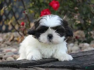 Shih Tzu dogs Chilly - Ad 15