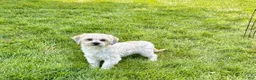 Lhasa Apso dogs for sale: Corey  - Ad 3
