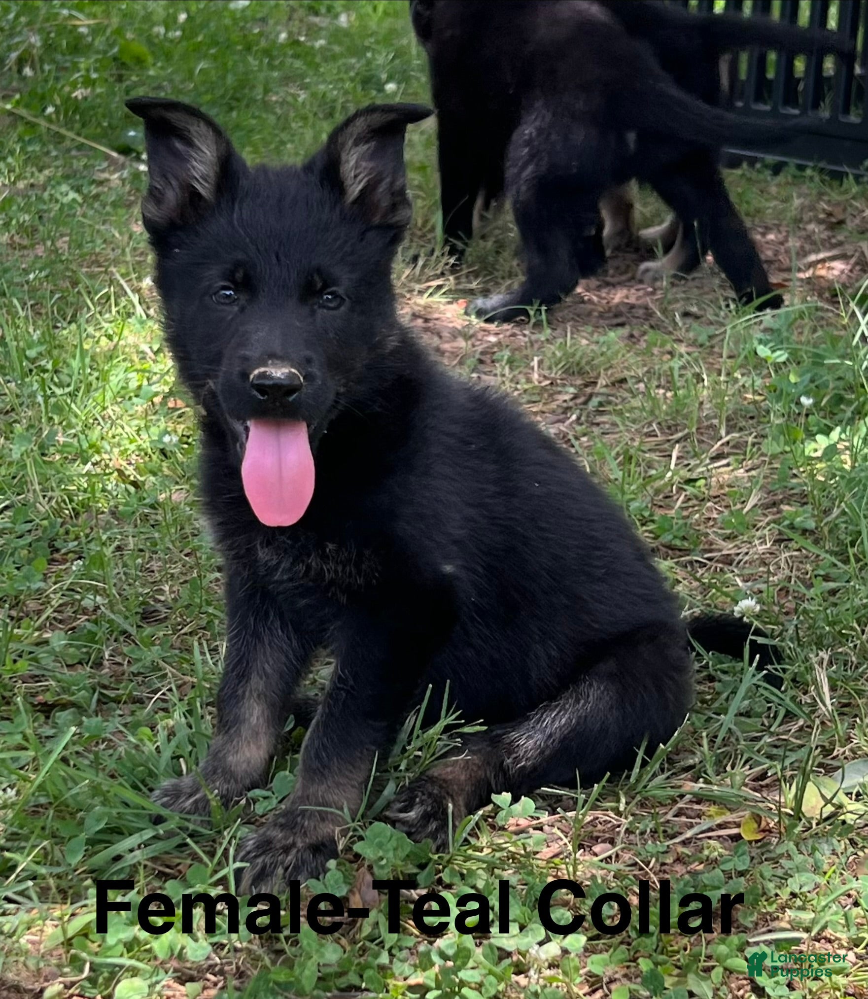 German Shepherd dogs German Shepherd Puppy 9 - Ad 8