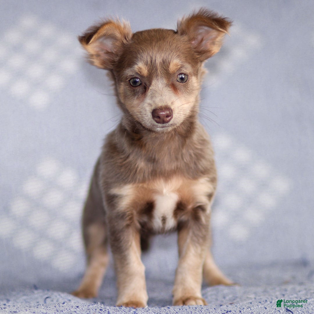 Chihuahua dogs for sale: Pamela - Ad 5